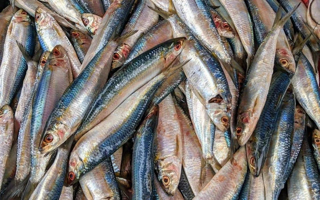 Kembung layang 700-800 gram