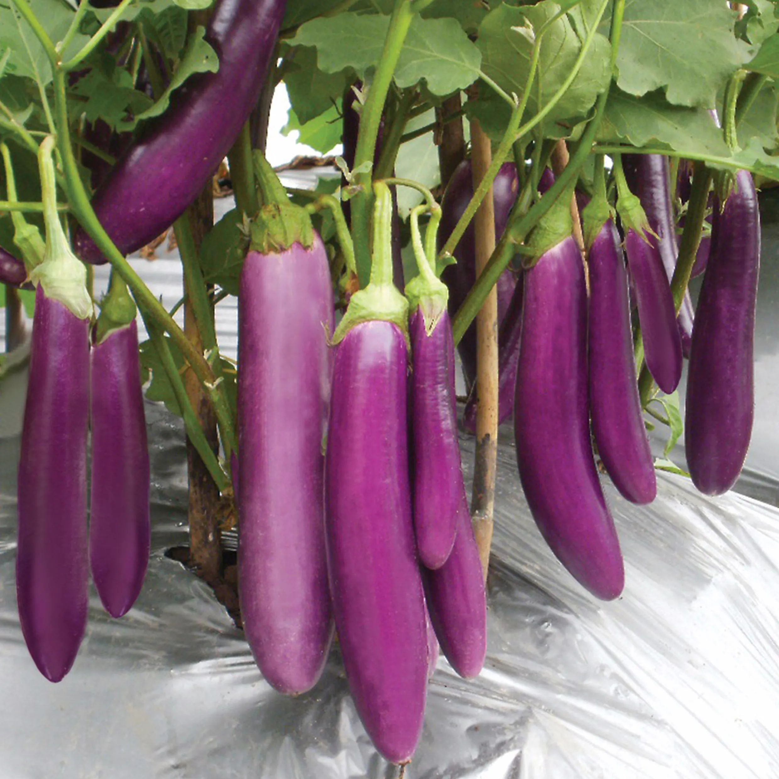 Terong Ungu 1kg