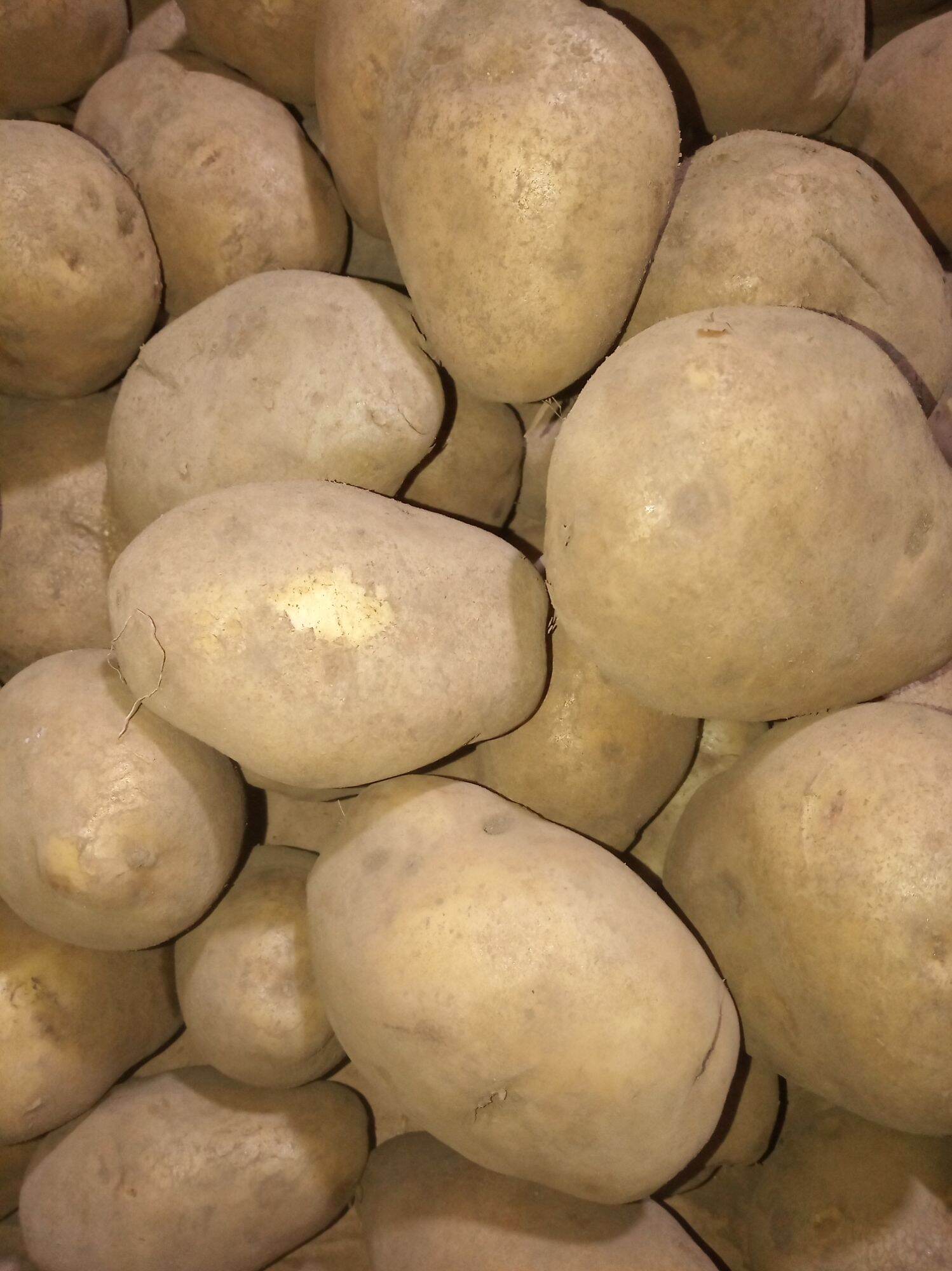 Kentang dieng jumbo 1kg