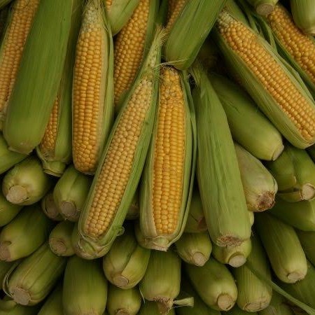Jagung Manis 1kg