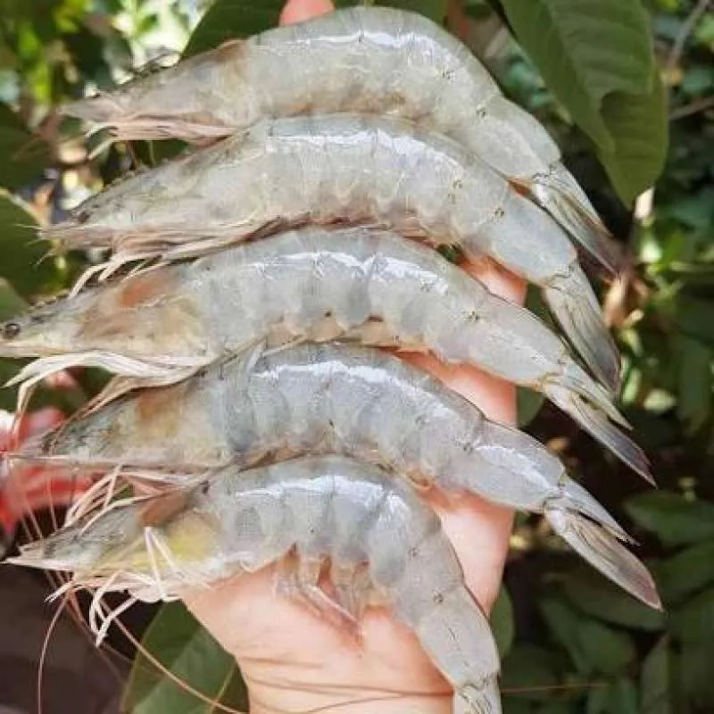 Udang Vaname size 20-30 (1kg)
