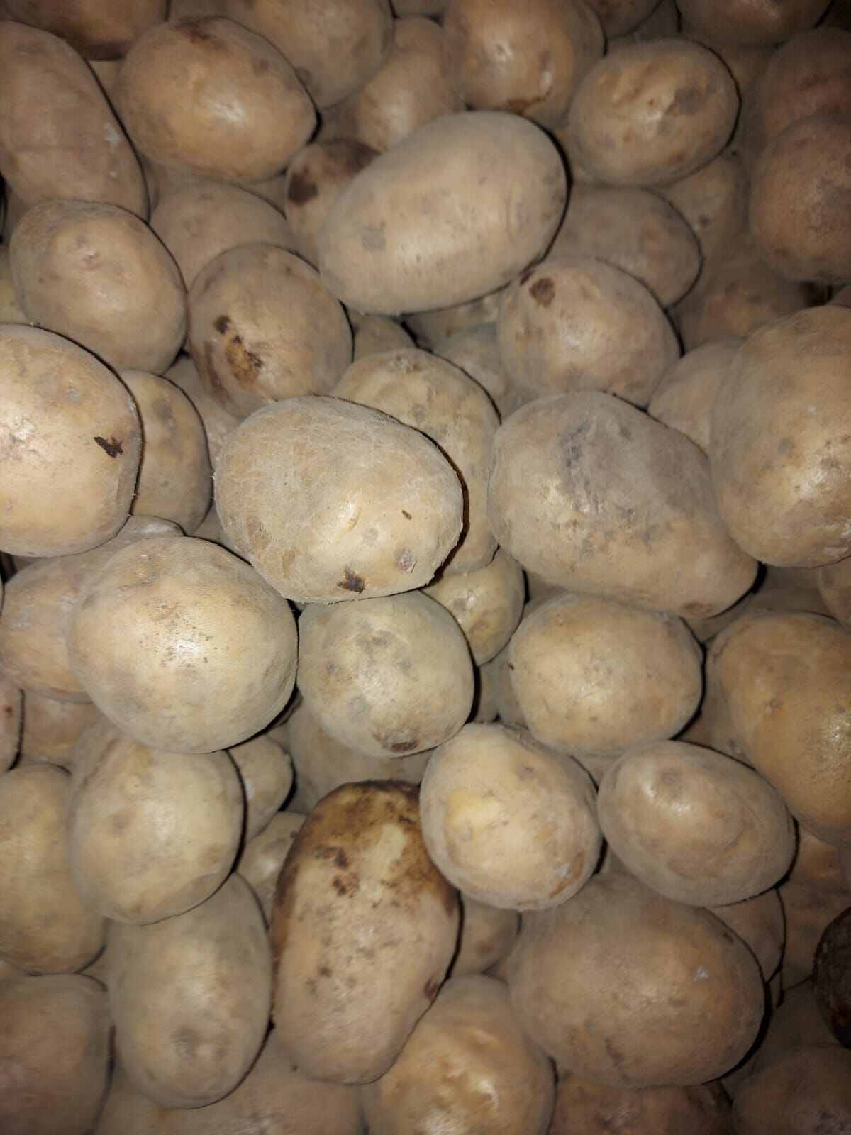 Kentang dieng sedang 1kg