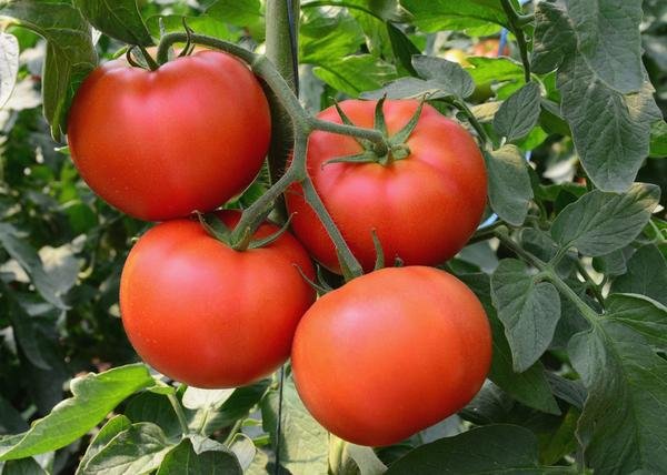 Tomat apel 1kg
