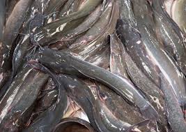 Ikan Lele 900gram - 1kg