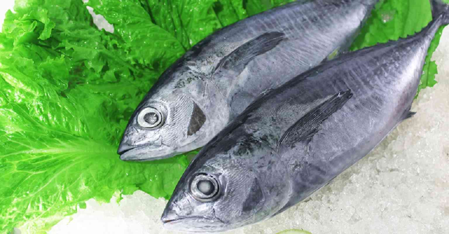 Ikan Baby tuna 700-800gr