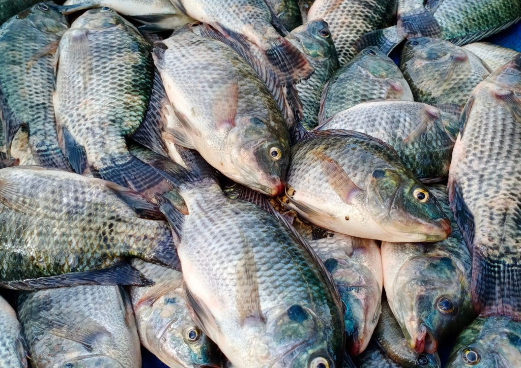 Ikan Nila 900 gram - 1kg