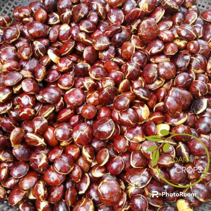 Jengkol besar 1kg
