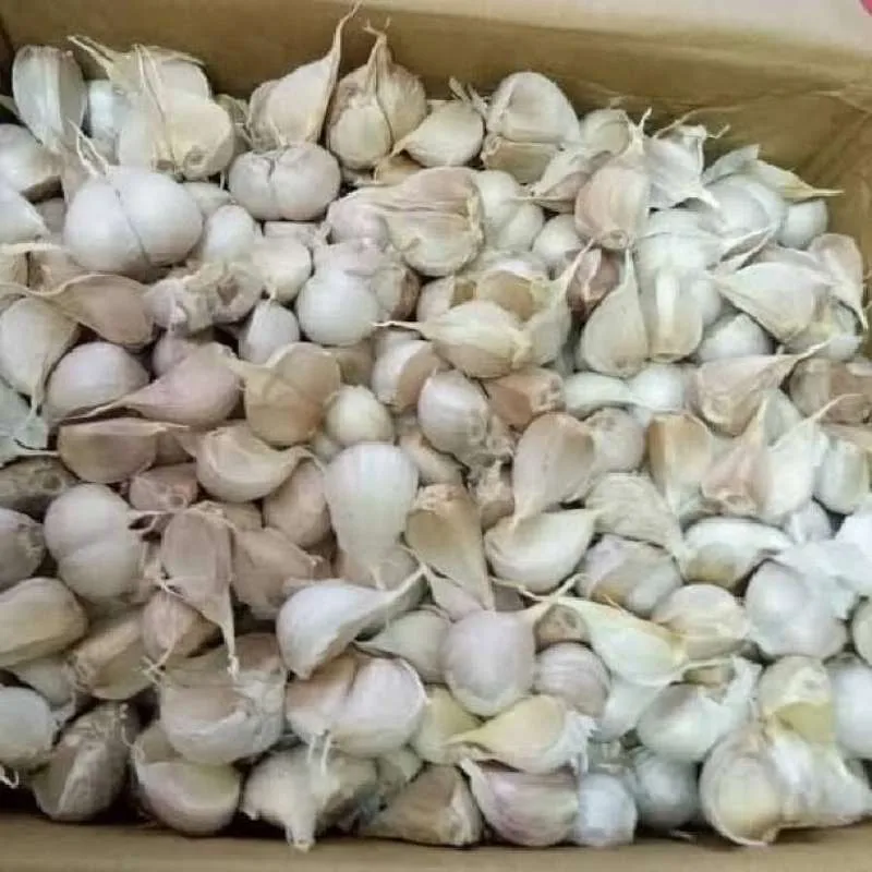 Bawang Putih kating 1kg