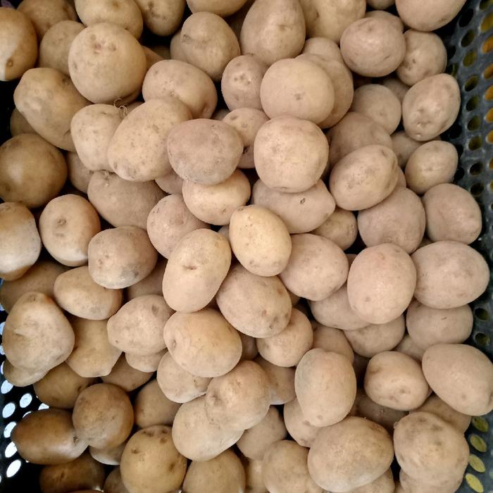 Kentang siomay 1kg