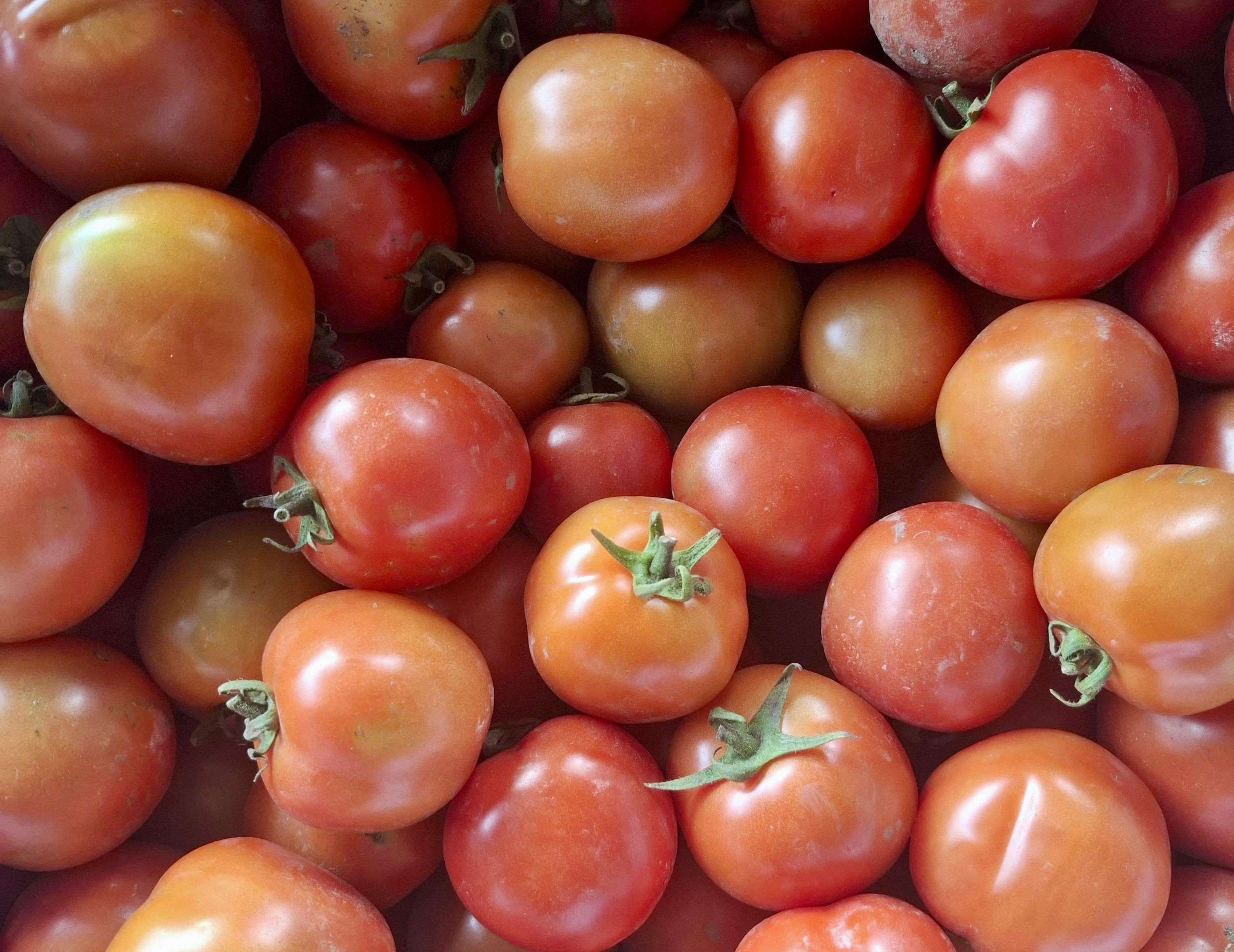 Tomat Sambelan 1kg