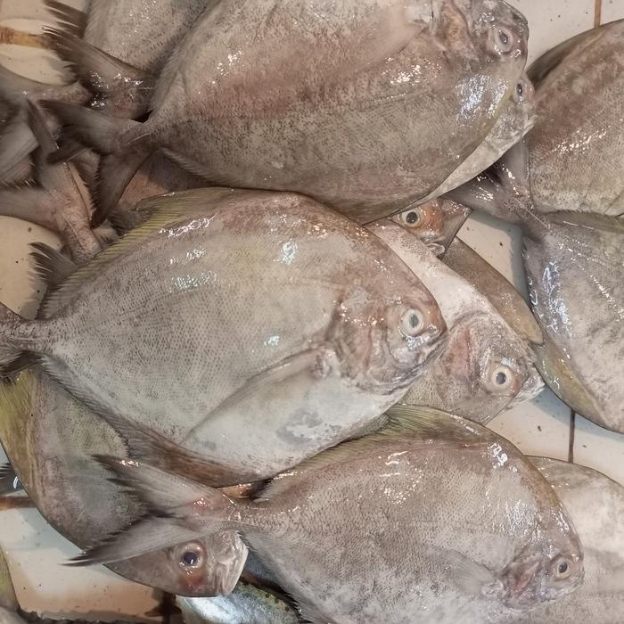 Ikan bawal laut 900gram-1kg