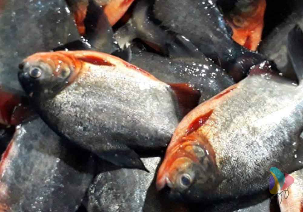 Ikan bawal merah 900-1kg