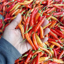 Cabai rawit merah burga 1kg