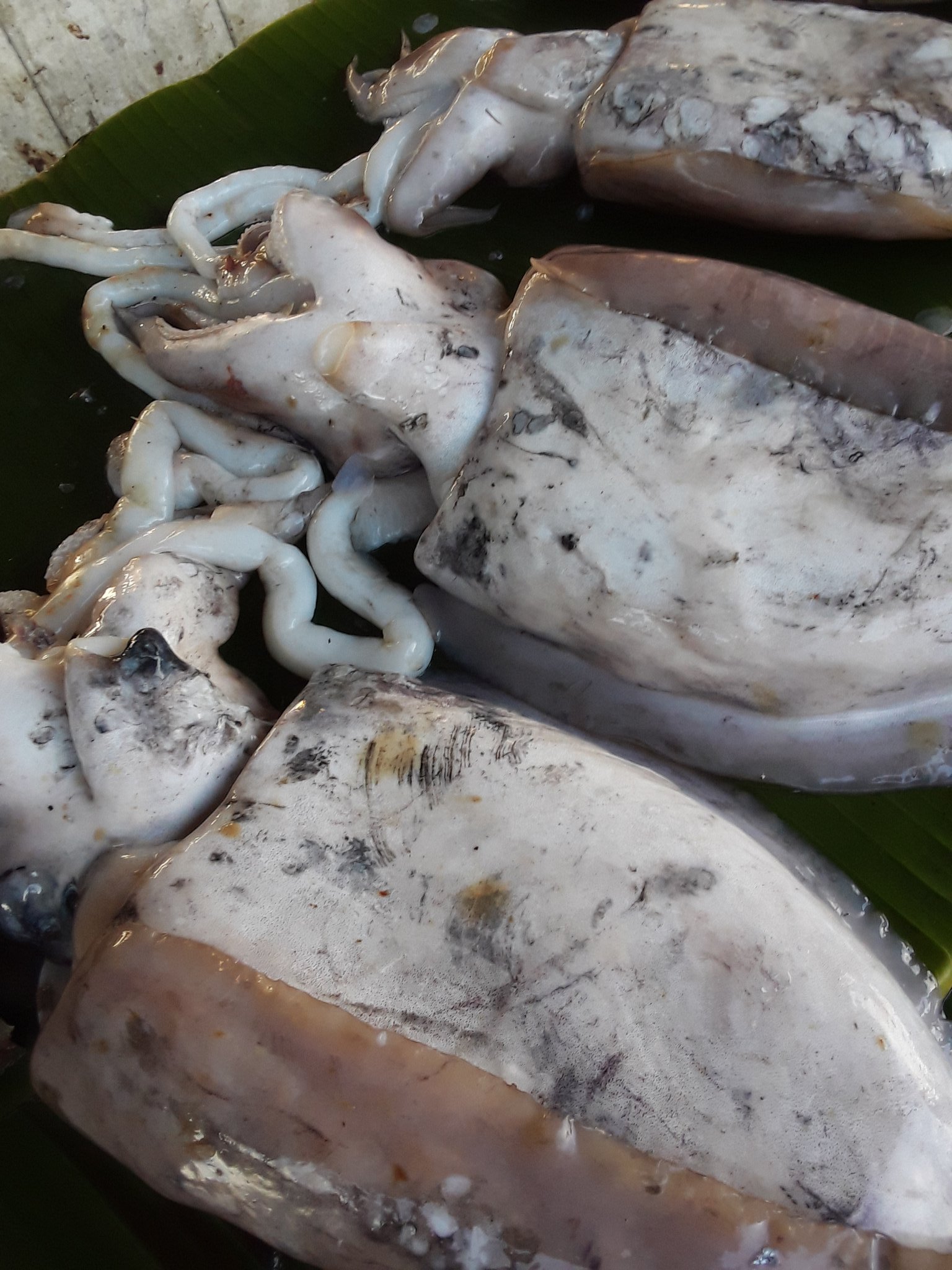 Cumi Batu 1kg
